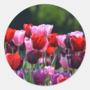 Zoek naar rode tulpen stickers Helder
