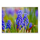 Recherche de hyacinthe Jacinthe de raisin