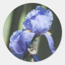 Recherche de iris photographie Barbu