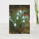 Recherche de chutes de neige vœux cartes Photographie