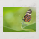 Recherche de papillon tigre cartes postales Animal