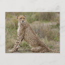 Recherche de tanzanie afrique cartes postales Animaux dans la nature