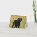 Zoek naar zwart labrador retriever kaarten Puppies