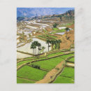 Recherche de yunnan cartes postales Agriculture