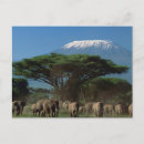 Recherche de kilimanjaro cartes postales Safari