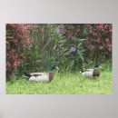 Recherche de canard posters Impression
