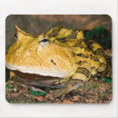 Recherche de crapauds tapis souris Faune