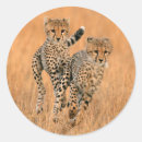 Zoek naar jachtluipaarden stickers Grote kat