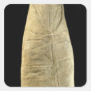 Recherche de gallo autocollants Romain