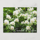 Recherche de arbre fleurissant cartes postales Blanc