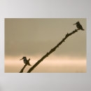 Zoek naar ijsvogels posters Tak