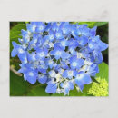 Recherche de hortensia bleu cartes postales Pour tous