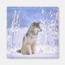 Recherche de loup gris magnets Neige