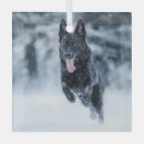 Recherche de boules de duvet Chien