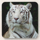 Recherche de tigre blanc dessous de verres Nature