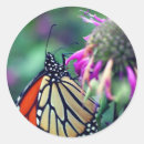 Recherche de papillon monarque orange autocollants Nature
