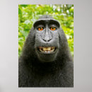 Recherche de singe souriant posters Selfie de singe