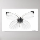Recherche de papillon noir et blanc posters Photographie