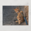 Recherche de chat grec cartes postales Chats