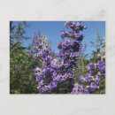 Recherche de fleurs violettes cartes postales Lilas