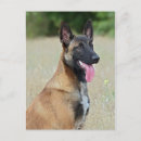 Recherche de malinois cartes postales Berger