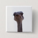 Zoek naar struisvogel buttons Dier