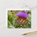 Recherche de artichoke cartes postales Chardon