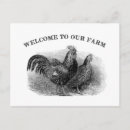 Recherche de coq vintage cartes postales Ferme