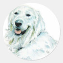 Recherche de goldens autocollants Chien d'arrêt