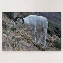 Recherche de dall Animal