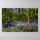 Recherche de jacinthe des bois posters Nature