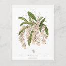 Recherche de impression florale vintage cartes postales Botanique