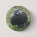 Recherche de pigeons badges Nature