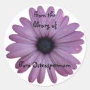 Recherche de osteospermum Ostéospermum