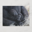 Recherche de bébé gorille cartes postales Animal