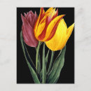 Recherche de redoute cartes postales Tulipe