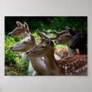 Recherche de daim posters Cerf
