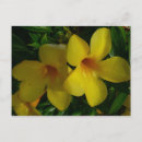 Zoek naar boterbloem briefkaarten Natuur