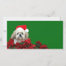 Recherche de shih tzu christmas vœux cartes Amoureux des chiens