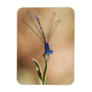 Recherche de mouche magnets Nature