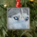 Zoek naar siberian husky ornamenten Blauwe ogen