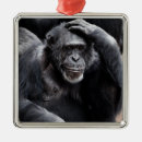 Recherche de primat ornements Chimpanzé