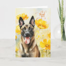 Recherche de malinois belges vœux cartes Dog