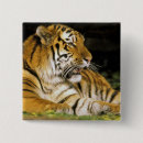 Zoek naar zoo buttons Tijger