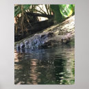 Recherche de alligators posters Reptiles