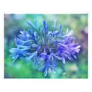 Recherche de agapanthus posters Lis du nil