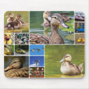 Recherche de image canard tapis souris Canards