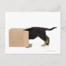 Recherche de boîte carton cartes postales Animal