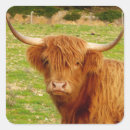 Zoek naar hoogland koeien stickers Dier
