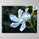 Recherche de copie de mur Fleurs